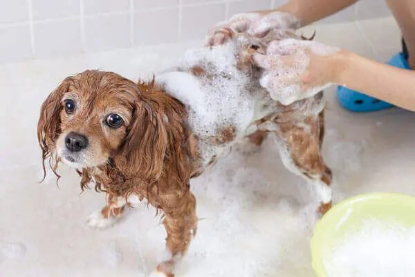 犬用シャンプー人気おすすめ9選！安くて口コミ満足度が高いものは？ INUNAVI（いぬなび）