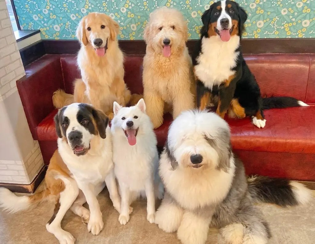 【千葉】犬と触れ合える・看板犬がいる人気犬カフェ6選｜大型犬や保護犬も INUNAVI（いぬなび）