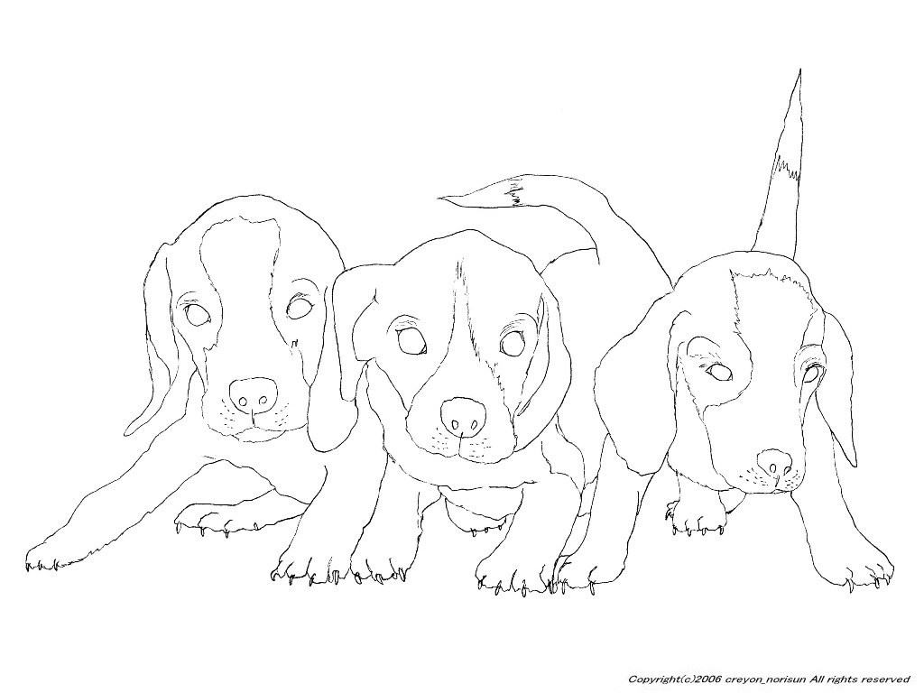 ビーグル犬の下絵～犬のぬりえ