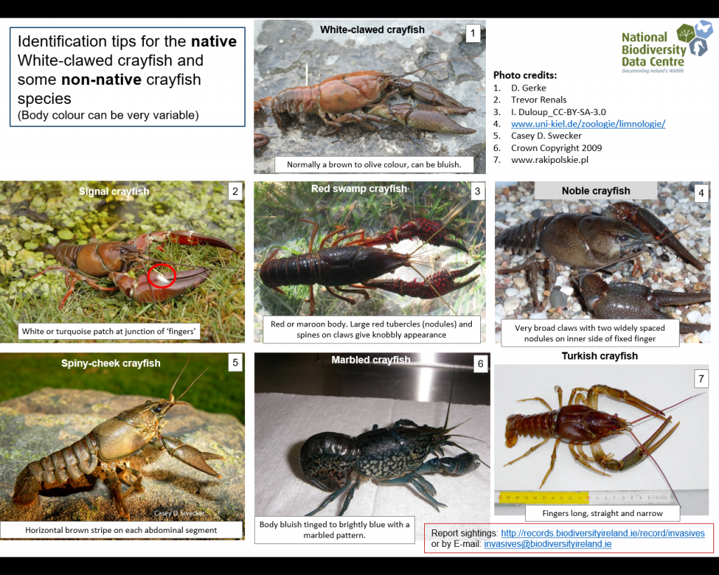 Crayfish plague Invasives.ie