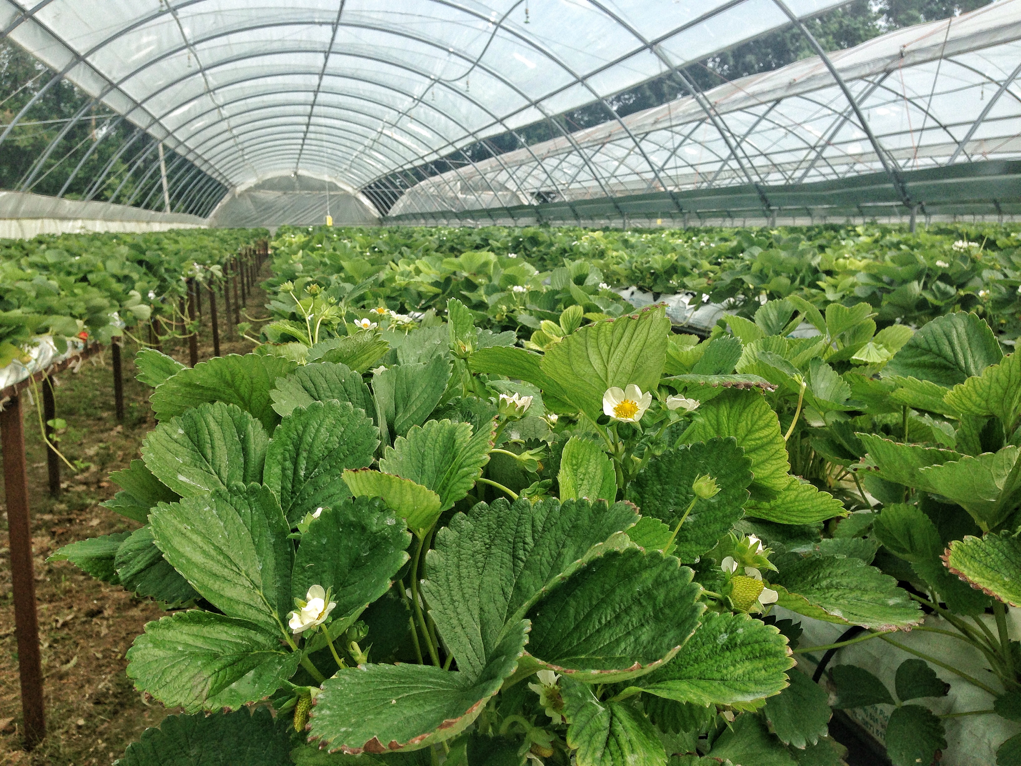 Greenhouse complex for growing strawberries, blueberries and