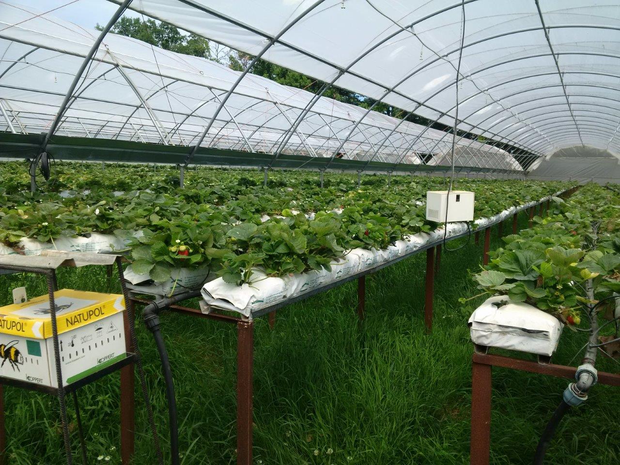 Greenhouse complex for growing strawberries, blueberries and