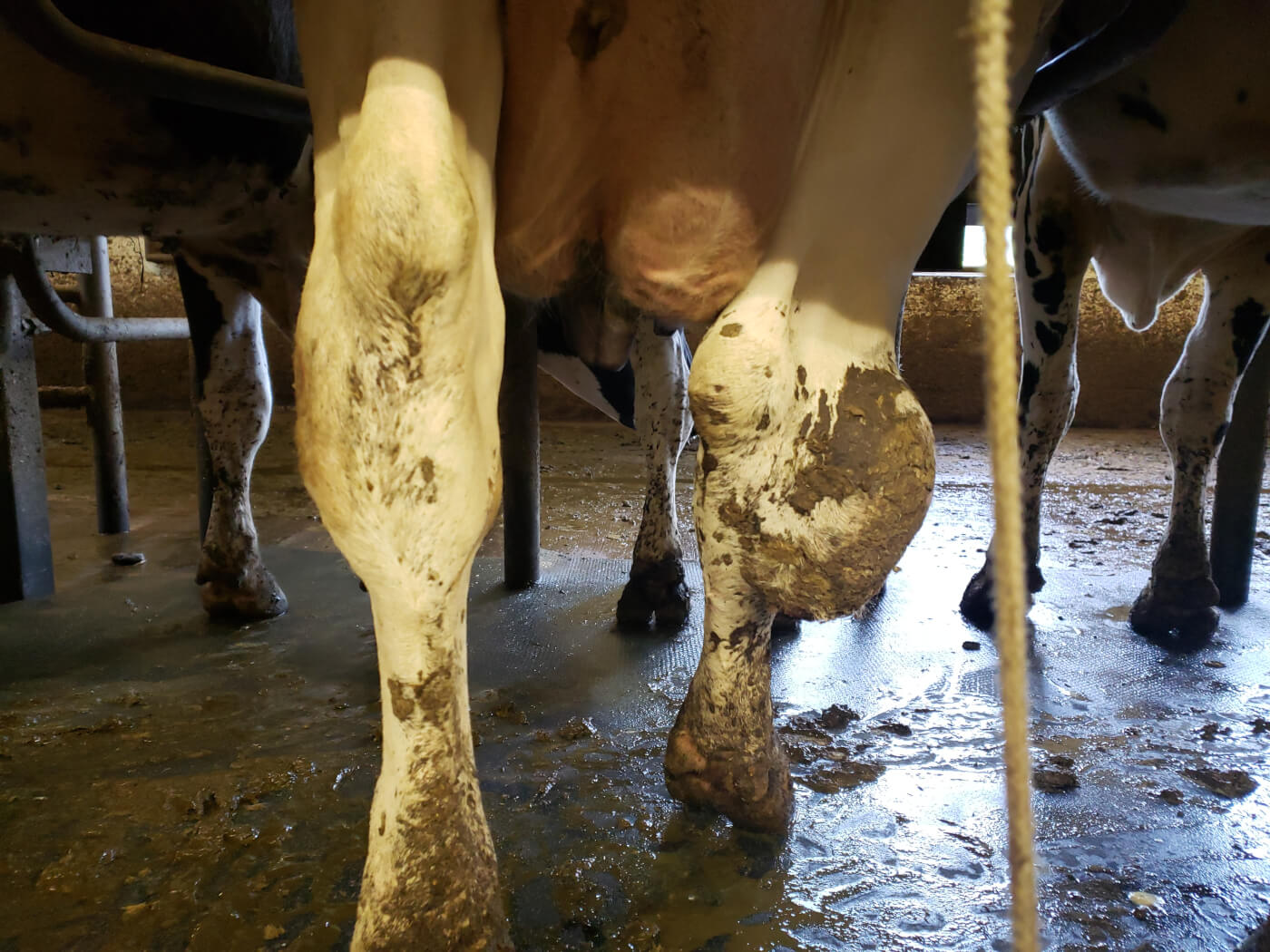 Video Reveals That Neglected, Lame Cows Suffer in Pain and Filth at