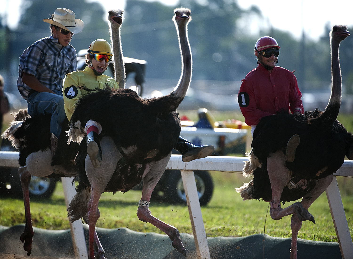 The History Of Ostrich Racing: From Tradition To Modern-Day