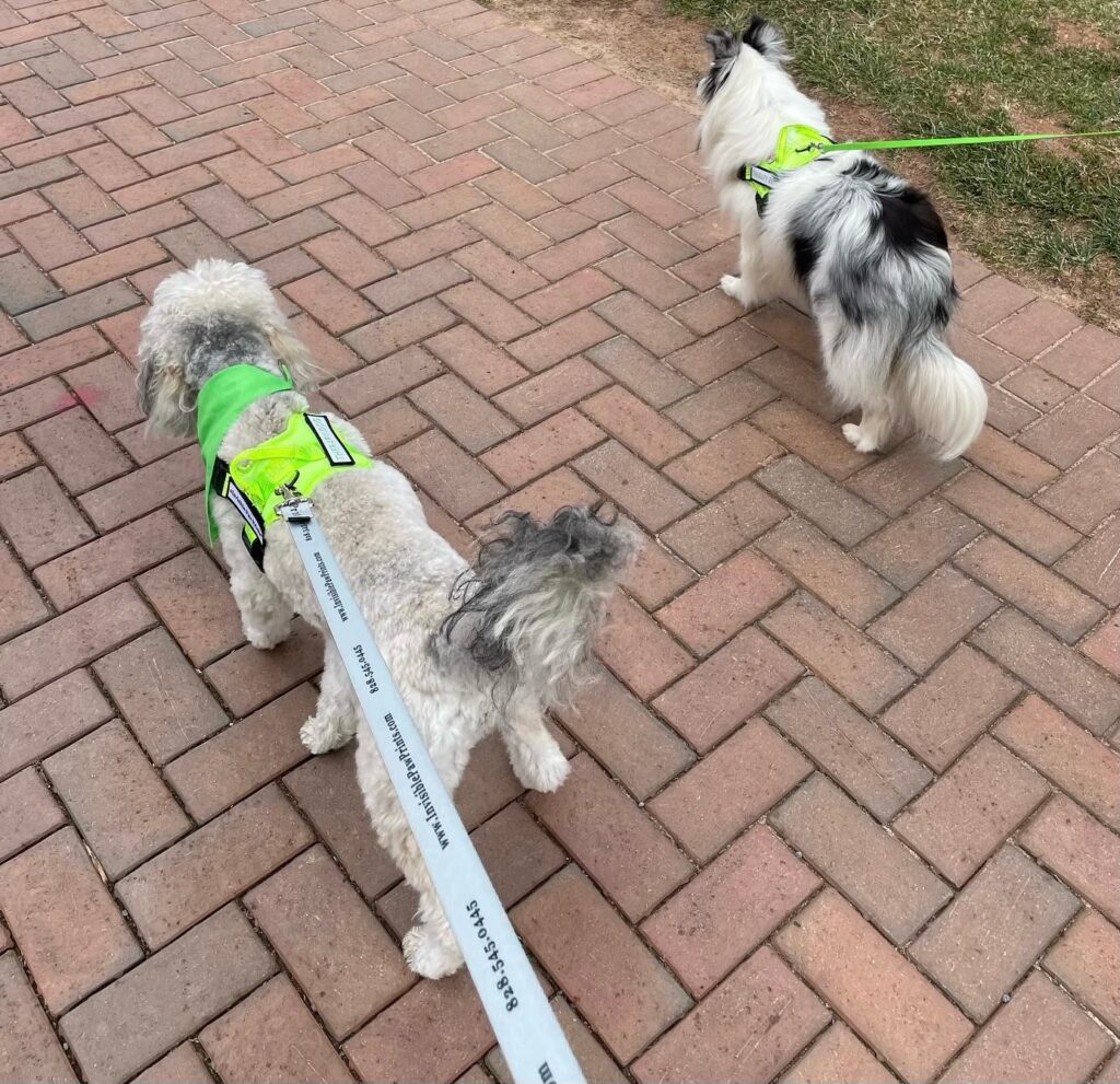 Invisible Paw Prints Therapy Dogs Testing & Registry