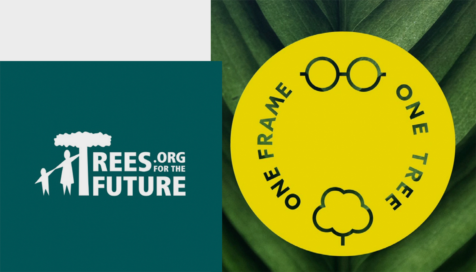 Eco Helps Trees for the Future Reach 200M Trees