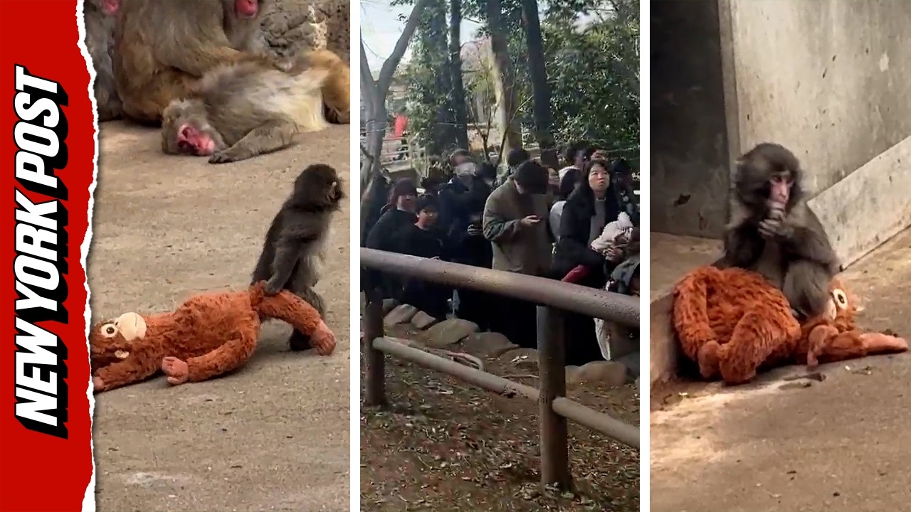 Understanding ‘Punch the Monkey’ Origins and Uses Invisiverse News