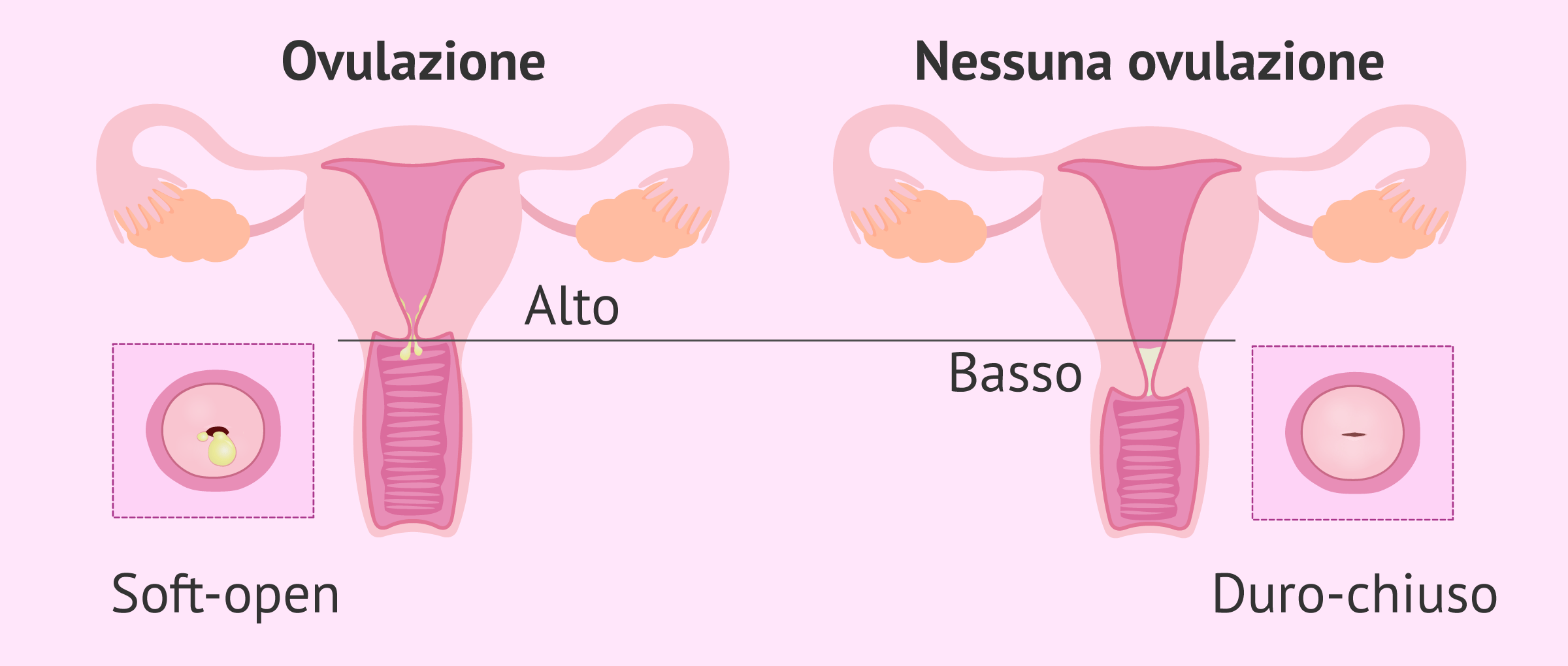 Cambiamenti e posizione della cervice durante la gravidanza