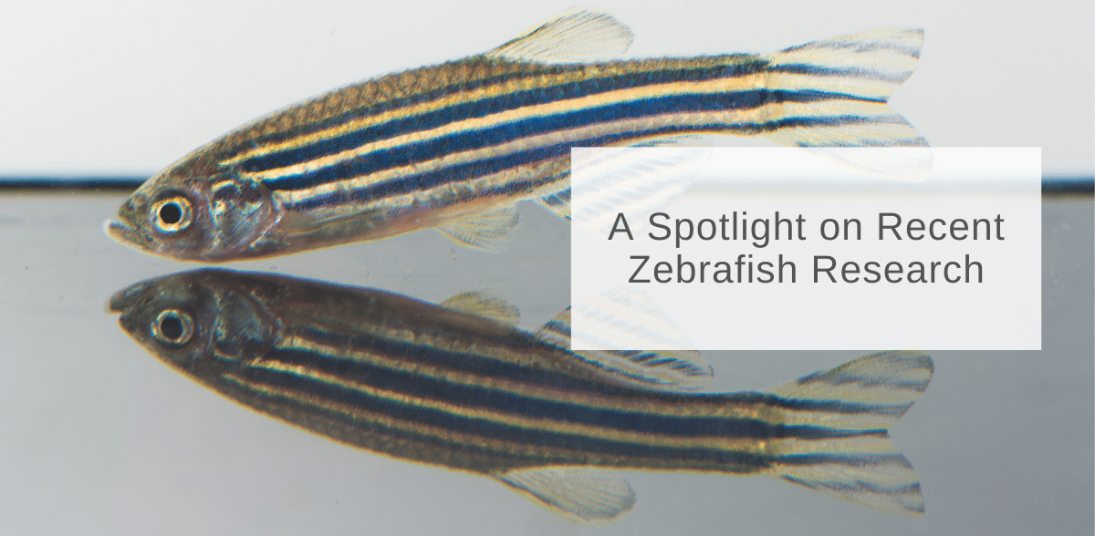A Spotlight on Recent Zebrafish Research InVivo Biosystems