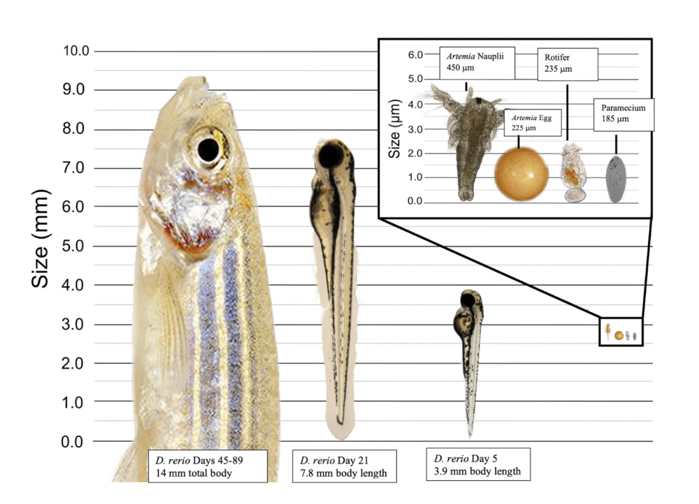 Which Popular Live Food is Best for Your Zebrafish? A HeadtoHead