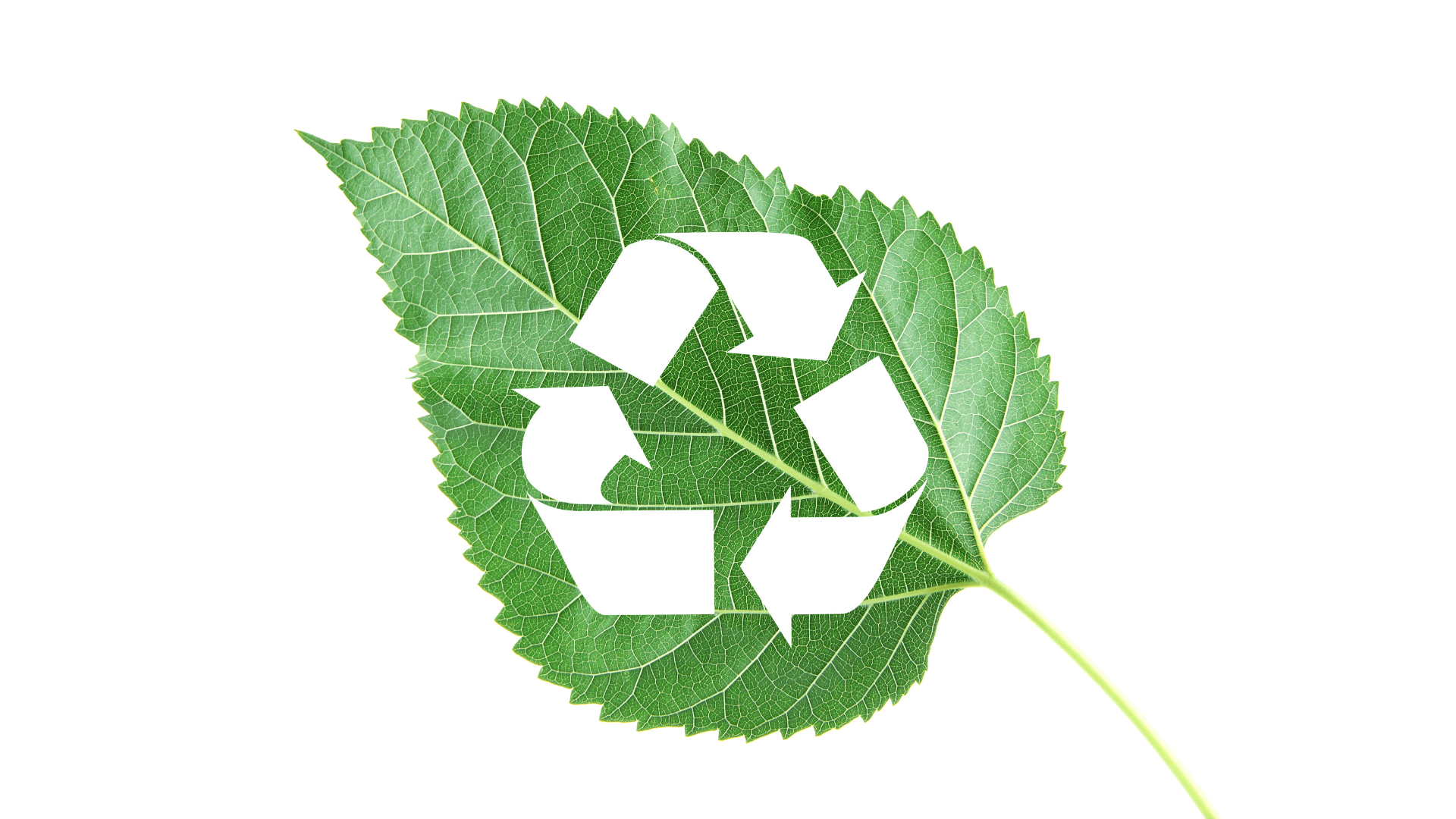 Transforming Leaf Disposal Sustainable Practices for a Greener