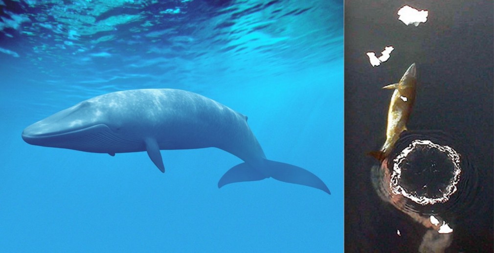 47 Absolutely Amazing Facts That Will Blow Your Mind InyMiny