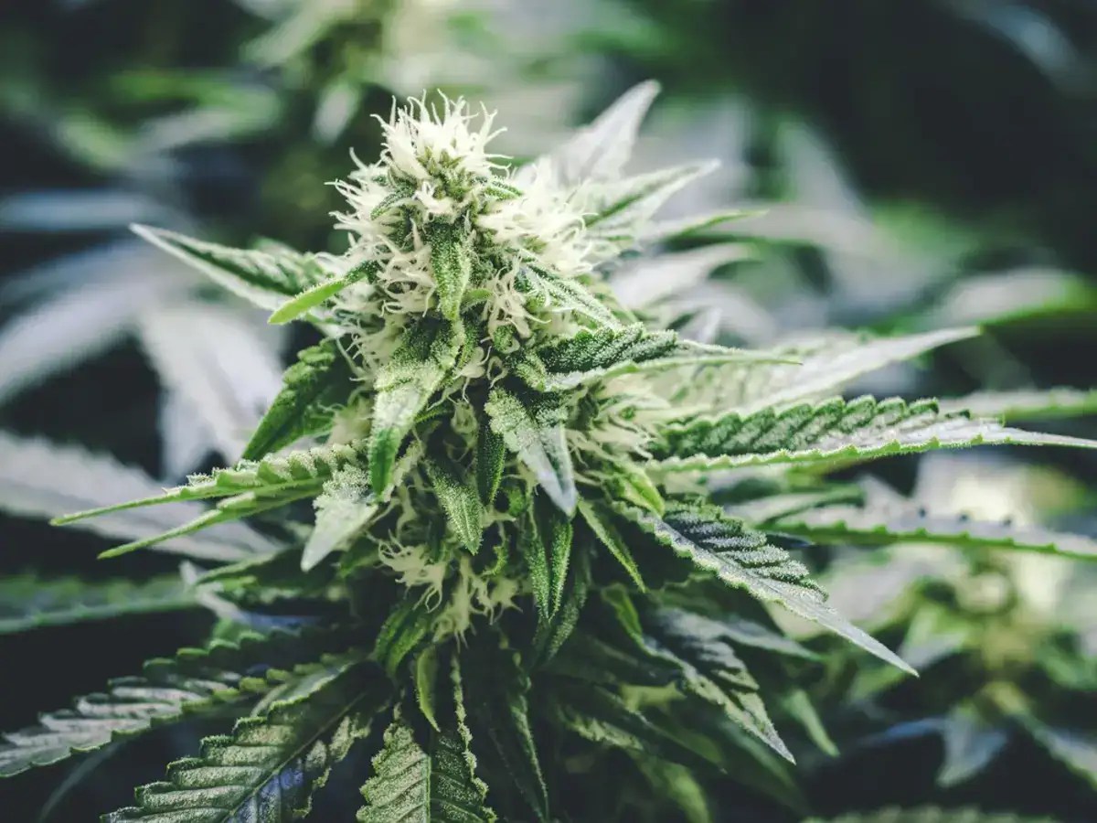 Use Cannabutter Color Chart to Gauge Potency and Quality