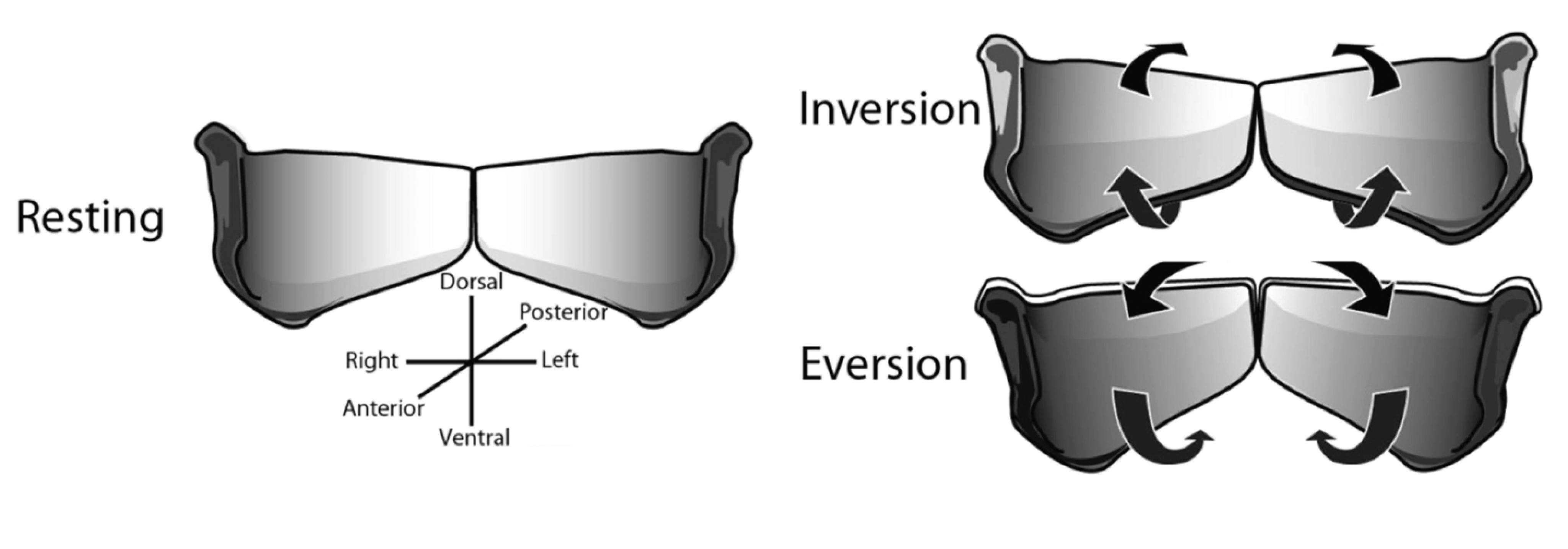 (Con)Fusion of the Jaws Longaxis Rotation of the Jaws During Feeding