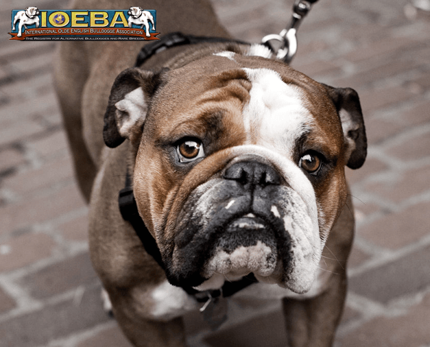 Bantam Bulldogge