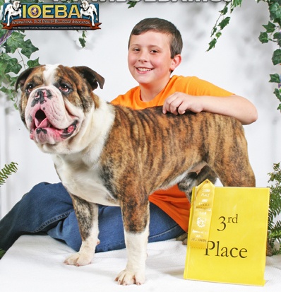 Olde English Bulldogge
