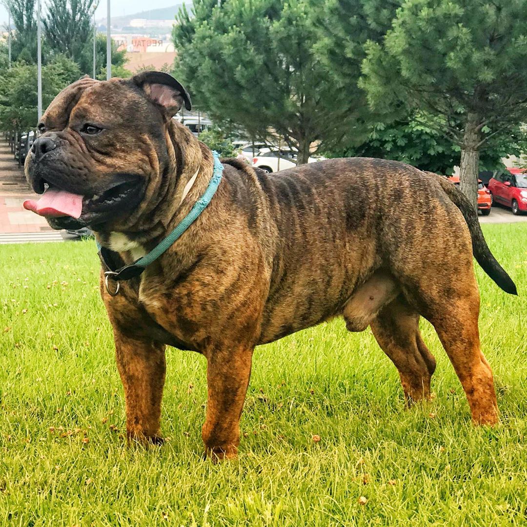 The World's 1 Registry and Association for Olde English Bulldogges and