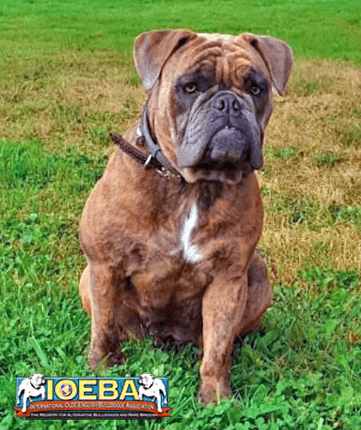 Olde English Bulldogge