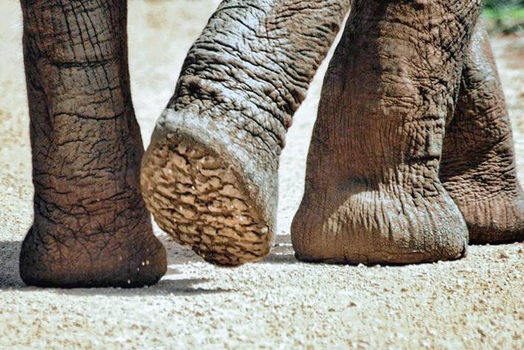 Why captive elephants suffer from sore feet
