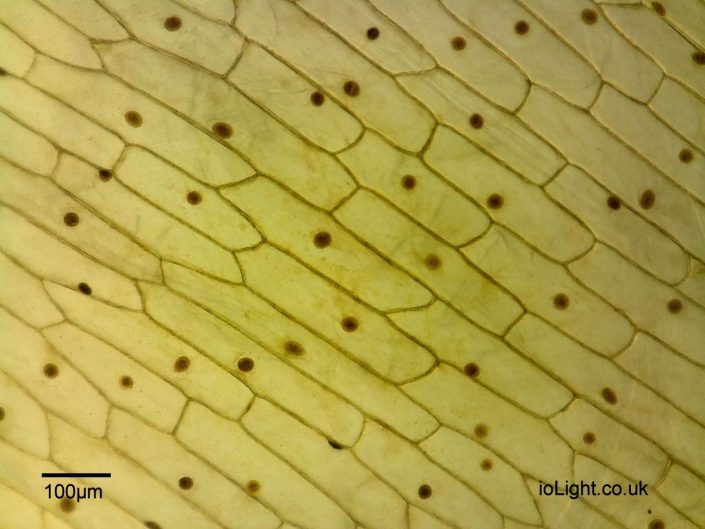 Digital USB Microscope images from the ioLight pocket microscope