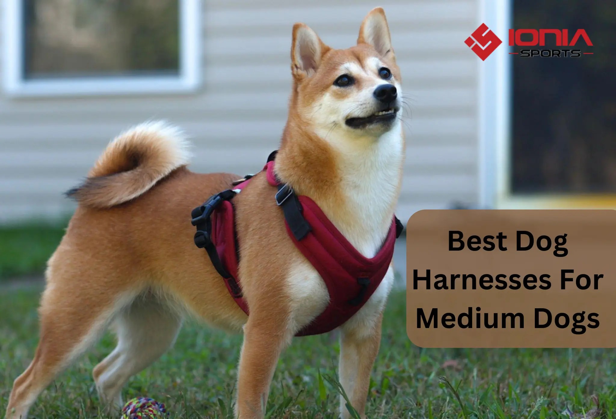 Best Dog Harnesses For Medium Dogs Ionia Sports