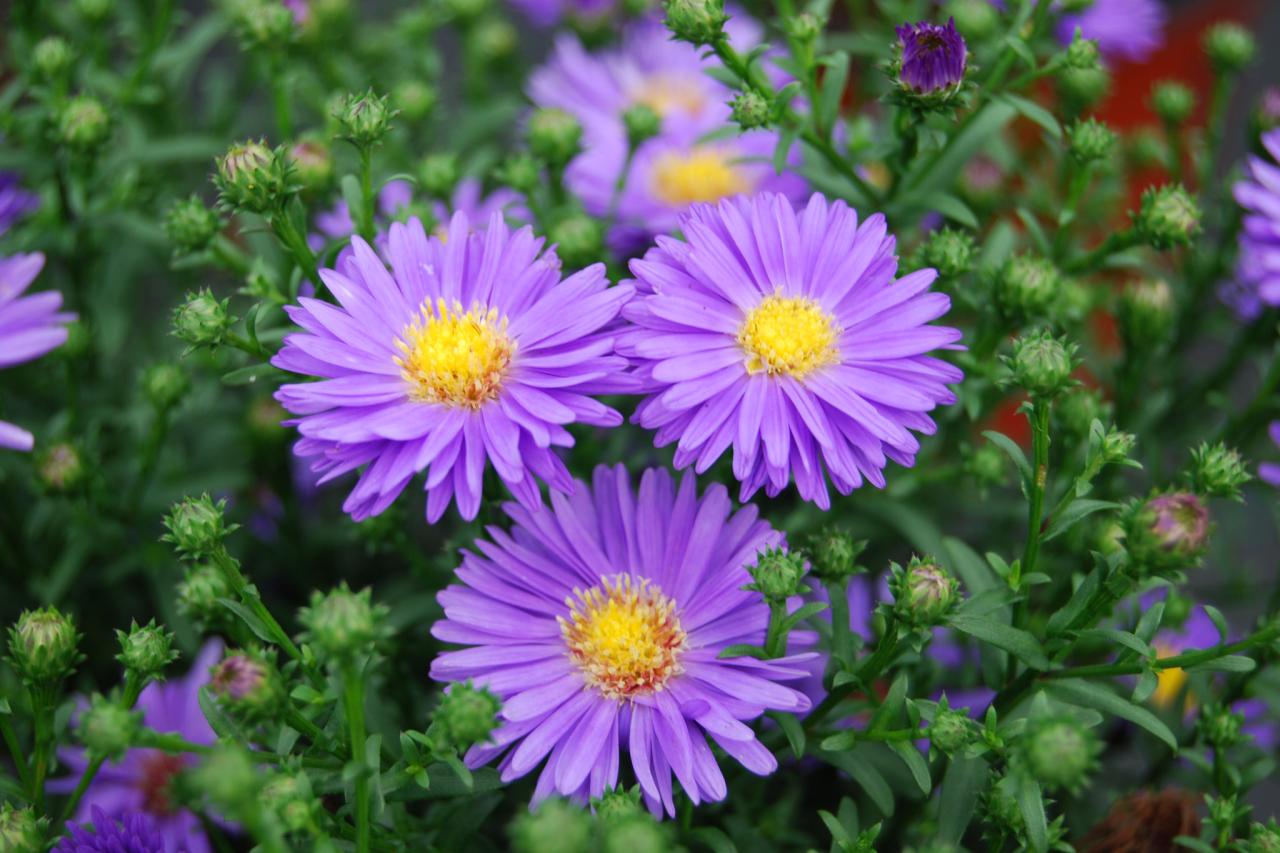 Aster
