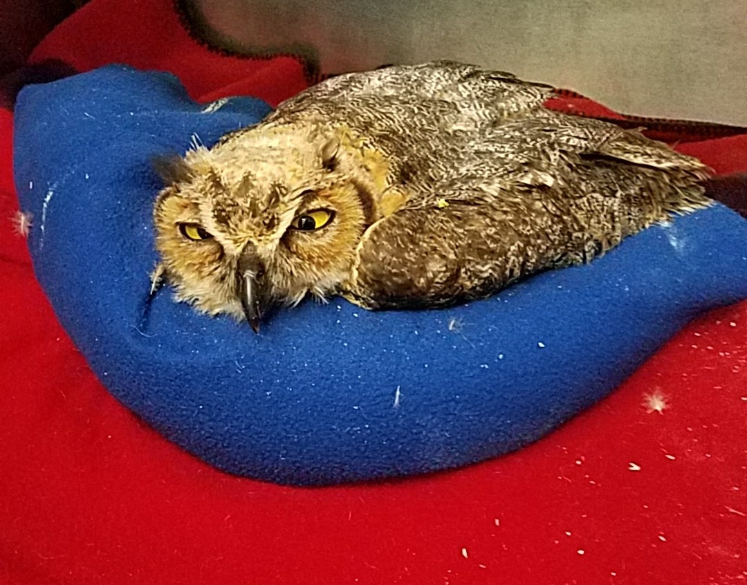 Anna, The Elkhorn Creek Kentucky Great Horned Owl IoT Expert