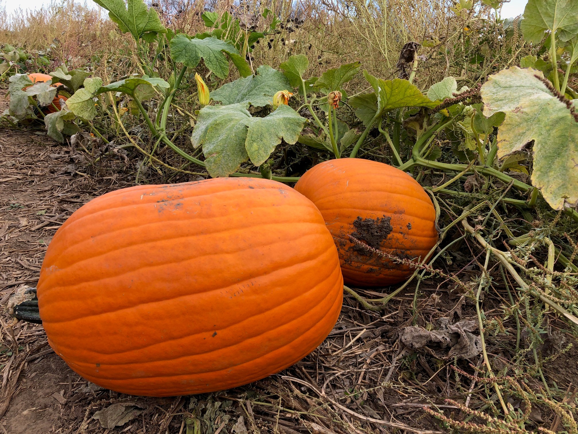 center grove orchard directions Sublimate Diary Photo Galery