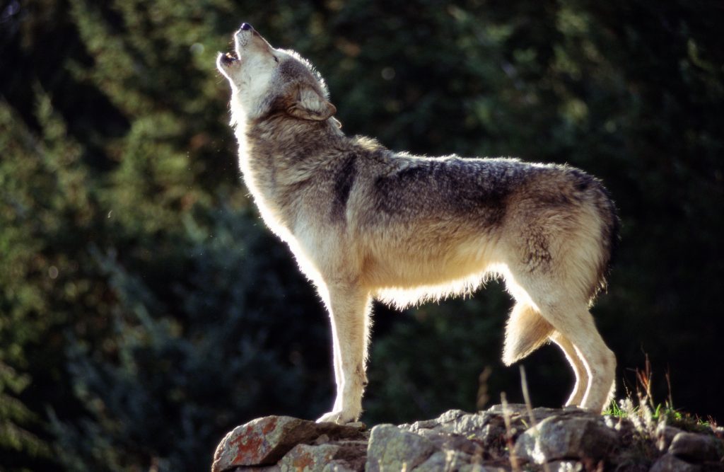Biden administration mum so far on returning gray wolves to endangered