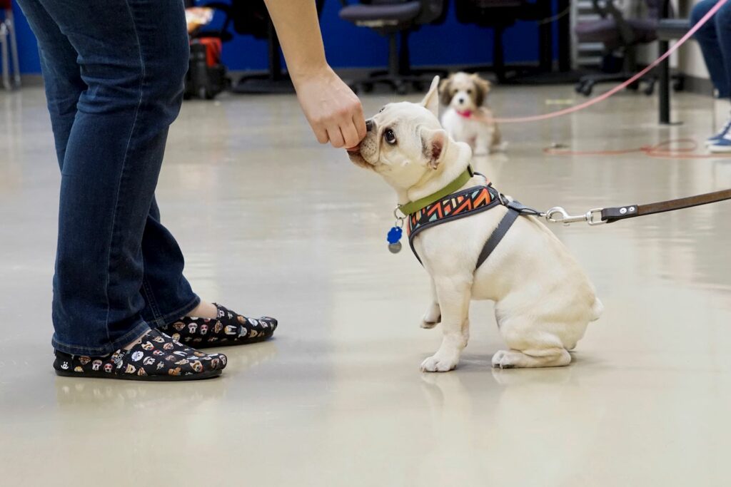 Some Iowa animal shelters fill up as pet adoptions drop, surrenders