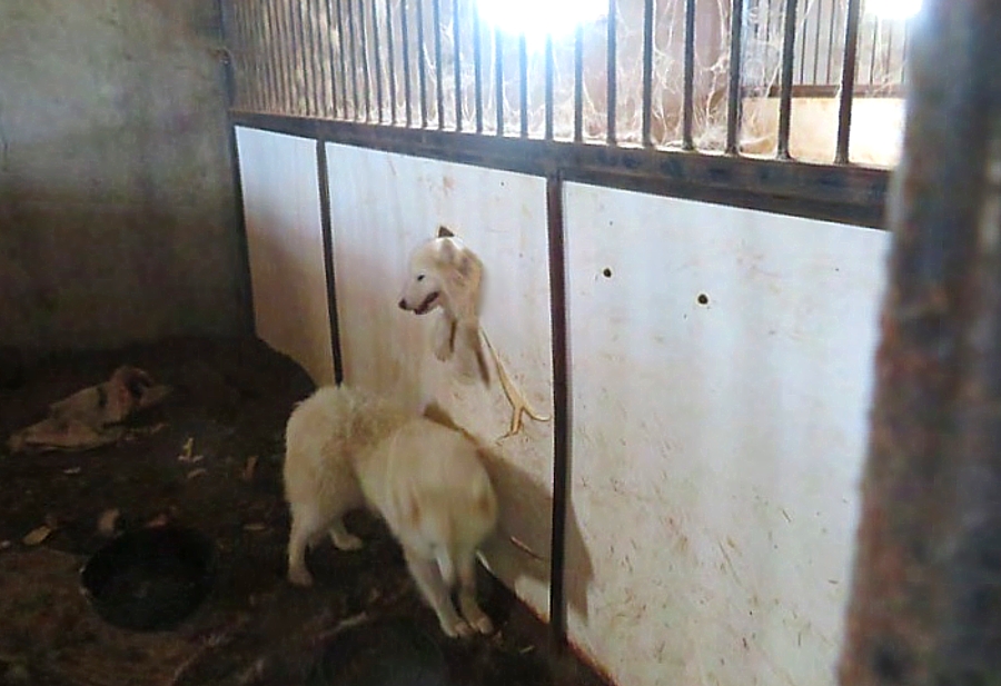 Do The Amish Own Puppy Mills