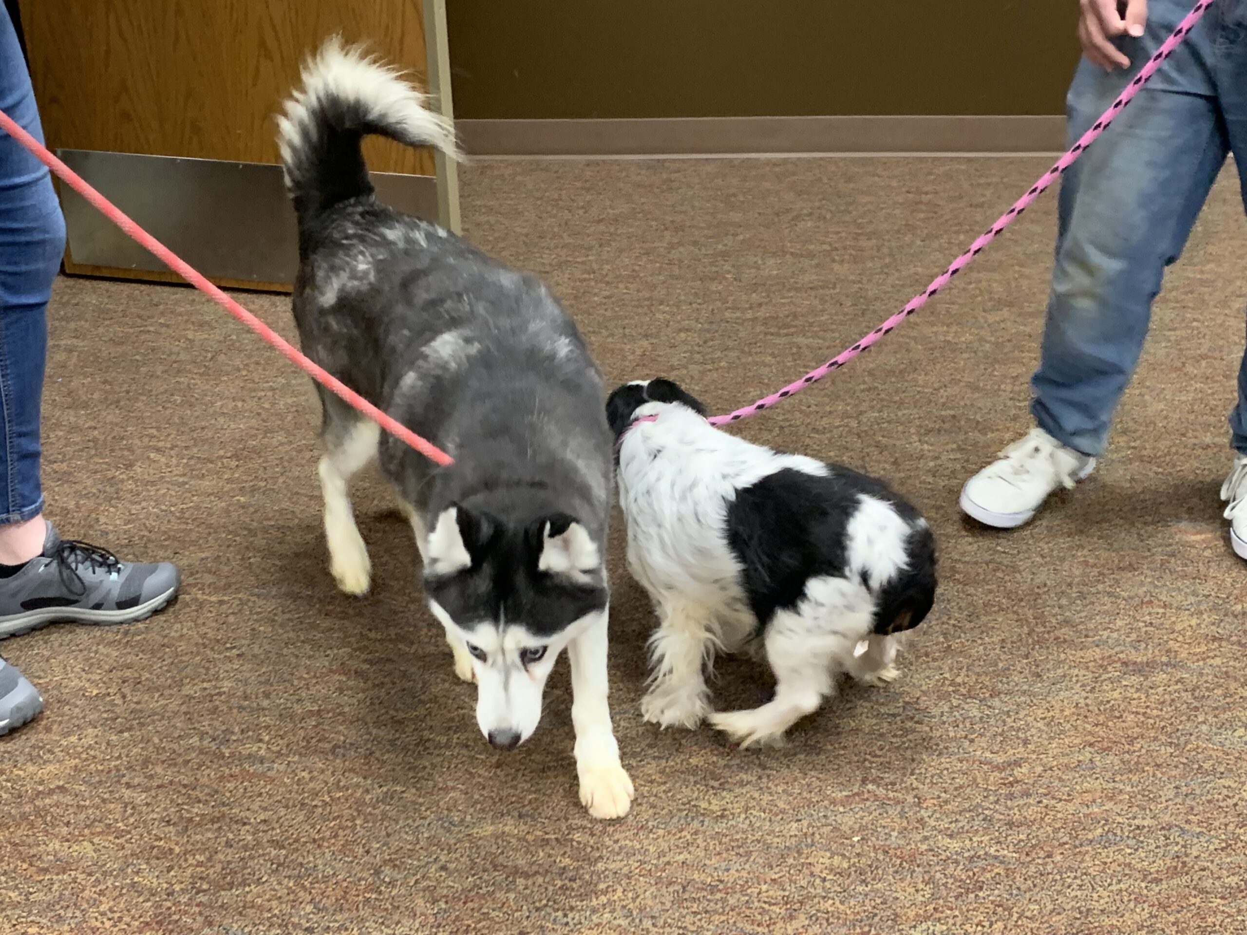 Osceola Animal Shelter Iowa All Things About Pets