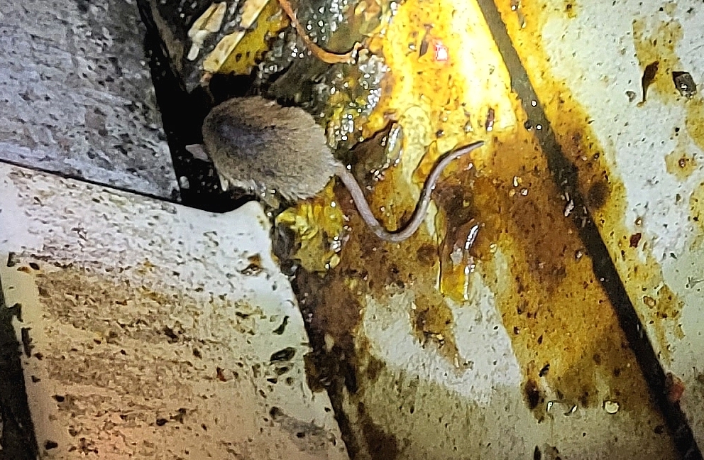 Restaurant inspection update Dead rodents, yellow slime and dodgy