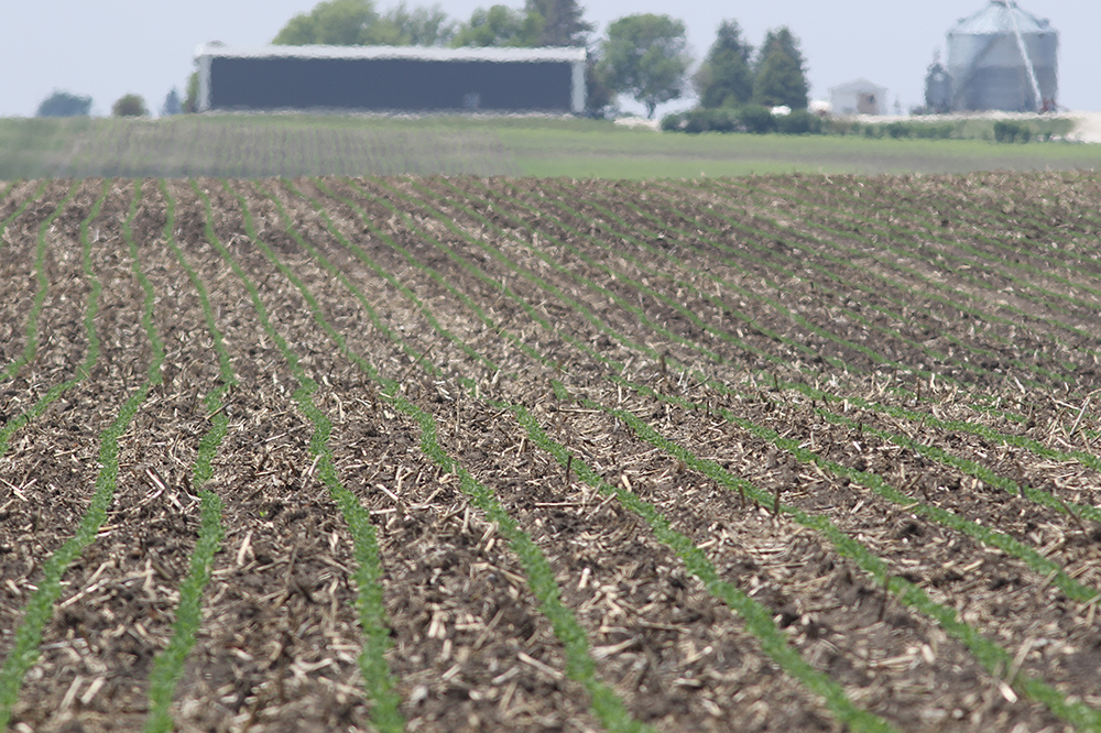 Corn and soybean planting is mostly finished in Iowa • Iowa Capital