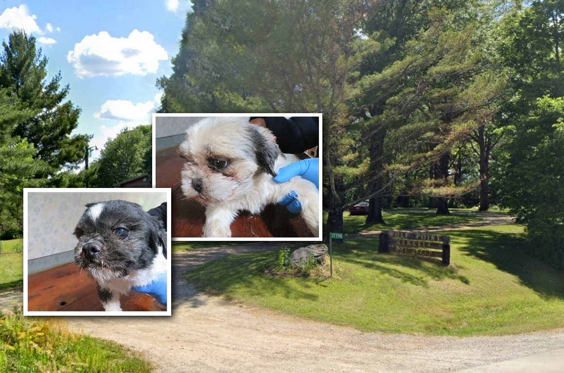 Puppy mill update Iowa still leads the nation in both violators and