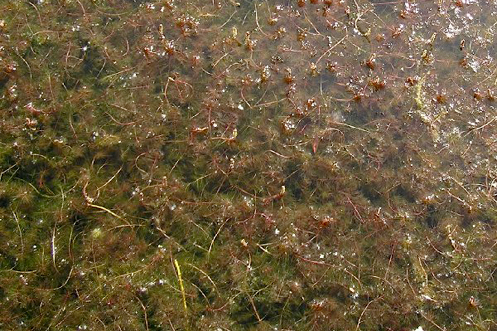 DNR Invasive species treatment at Iowa Great Lakes was a success