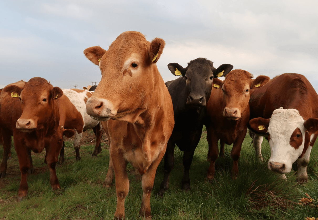 Sierra Club sues Iowa DNR over proposed cattle feedlot Iowa