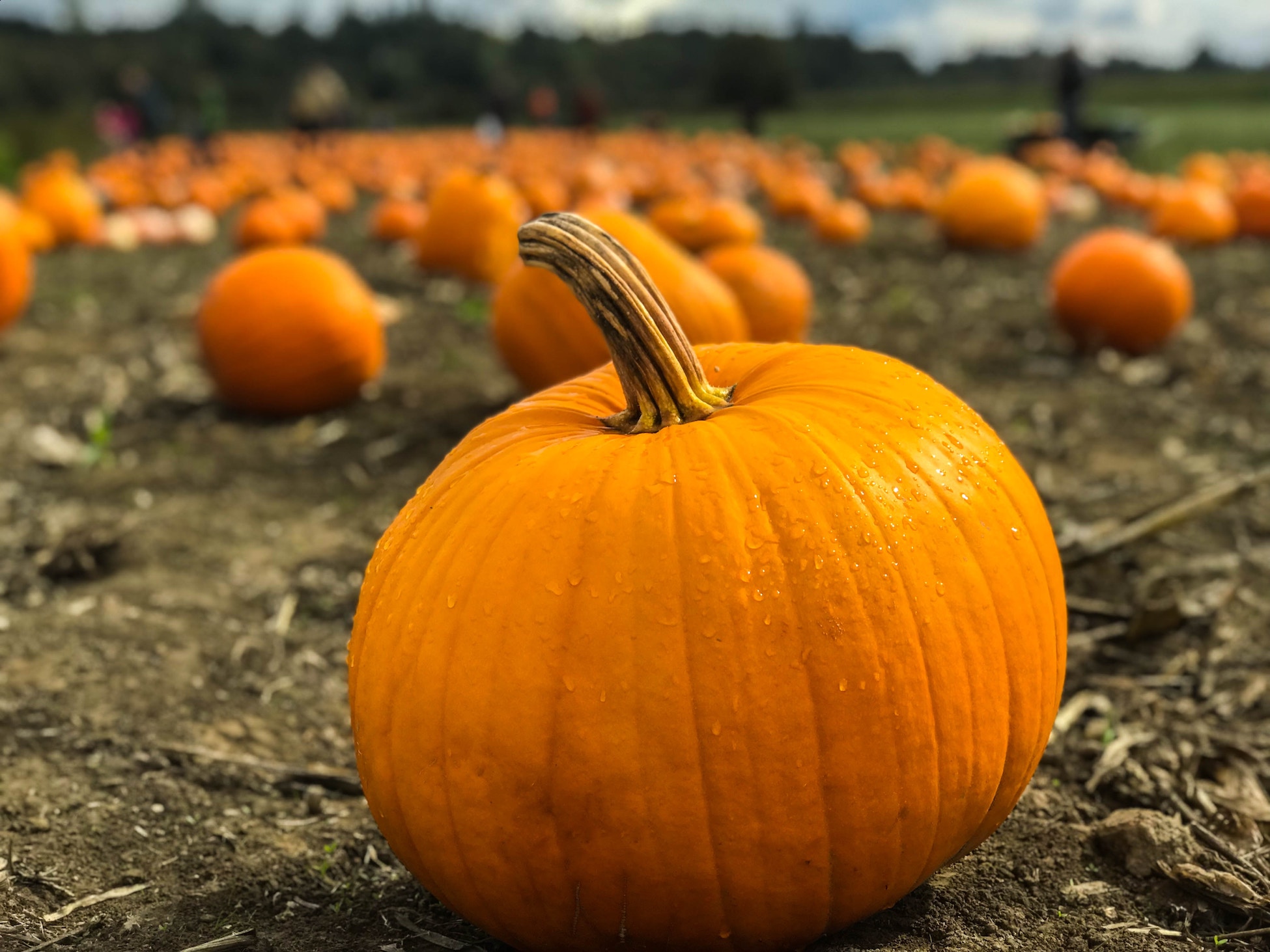 What is the Anamosa Pumpkinfest?