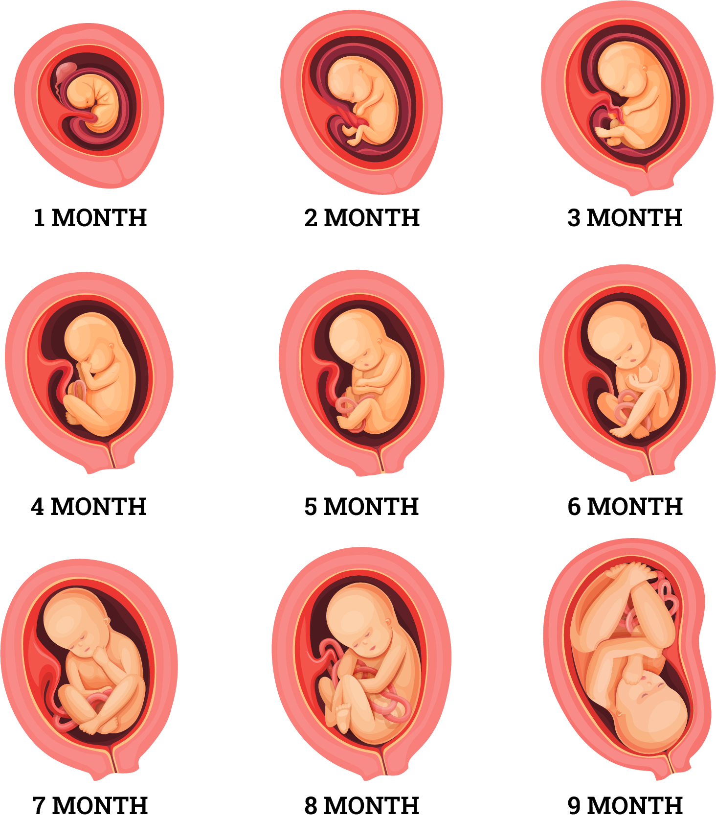 Chart depicting each month of Fetal Development Iowa Pregnancy Support