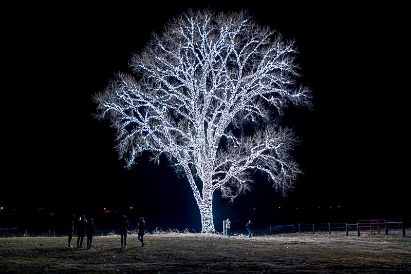 80,000 Christmas lights on one single tree in Hanlontown, Iowa. Iowa