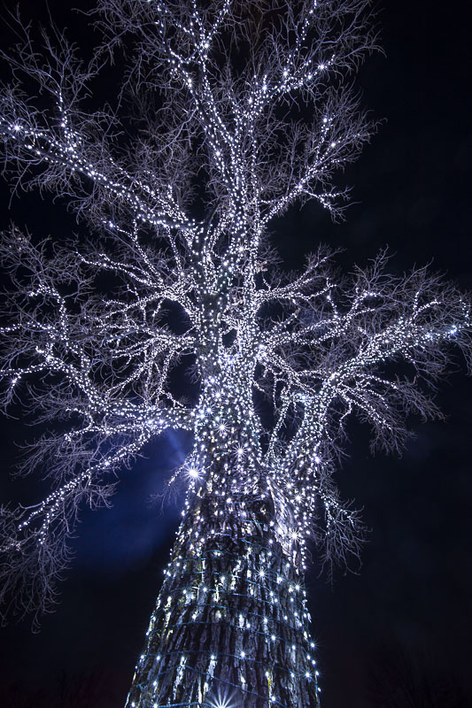 80,000 Christmas lights on one single tree in Hanlontown, Iowa. Iowa