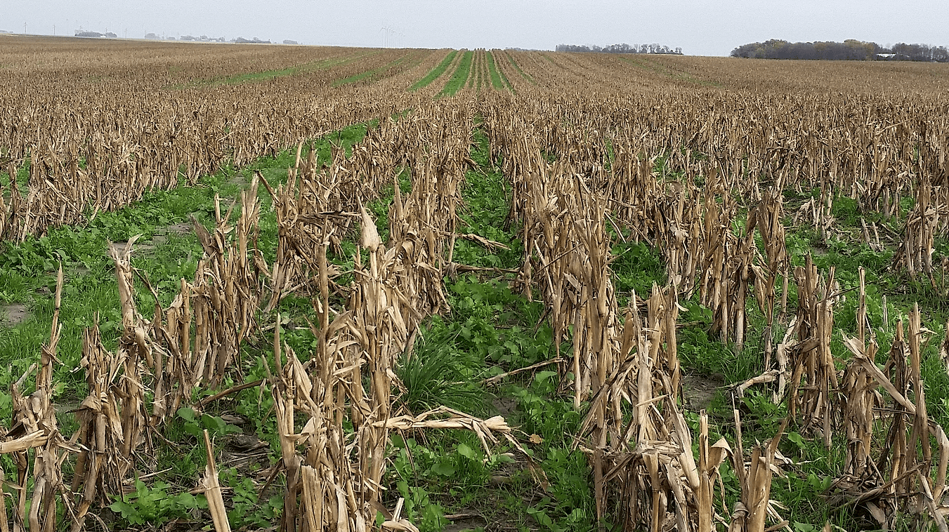 Iowa Seed Corn Growers Eligible for Cost Share Program Iowa Seed