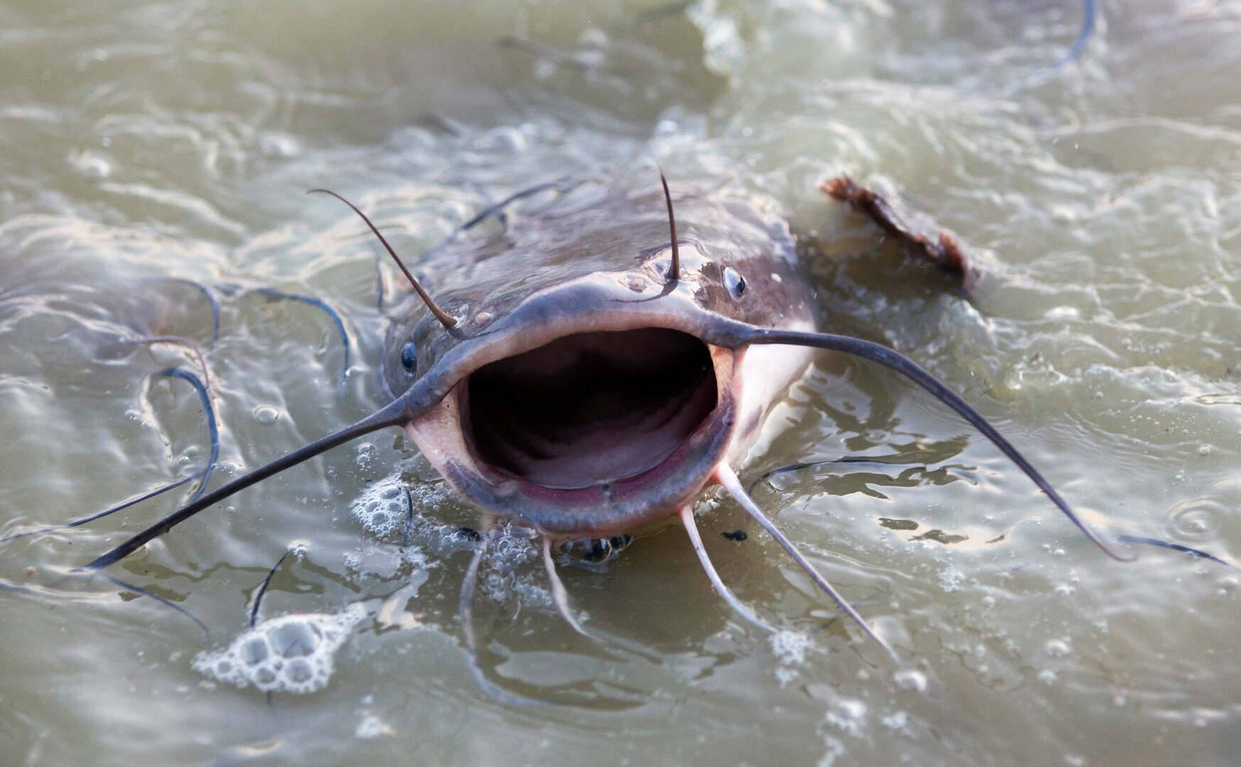 Low Water Catfish