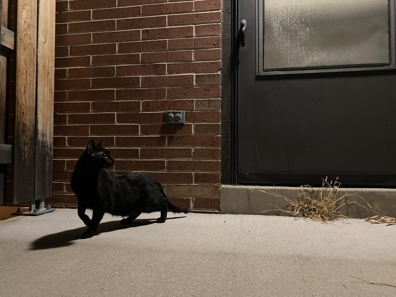 The pros and cons of bringing a pet to college Iowa State Daily