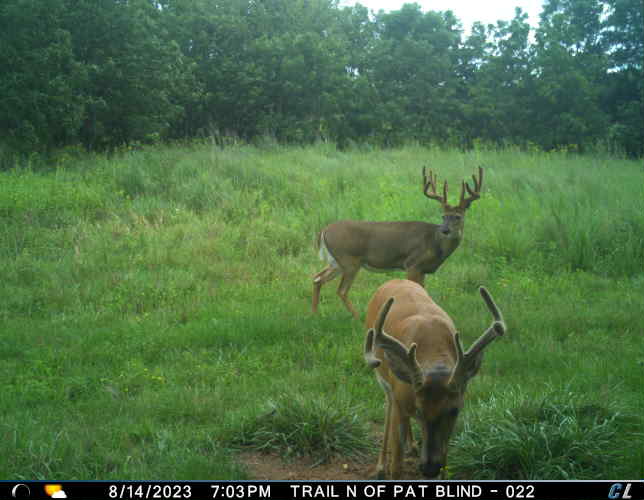 WHICH DO U SHOOT? Iowa Whitetail Forums