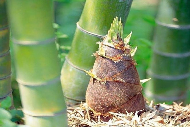 Tumbuhan yang Berkembang Biak dengan Tunas Ilmu Pengetahuan Alam (IPA)