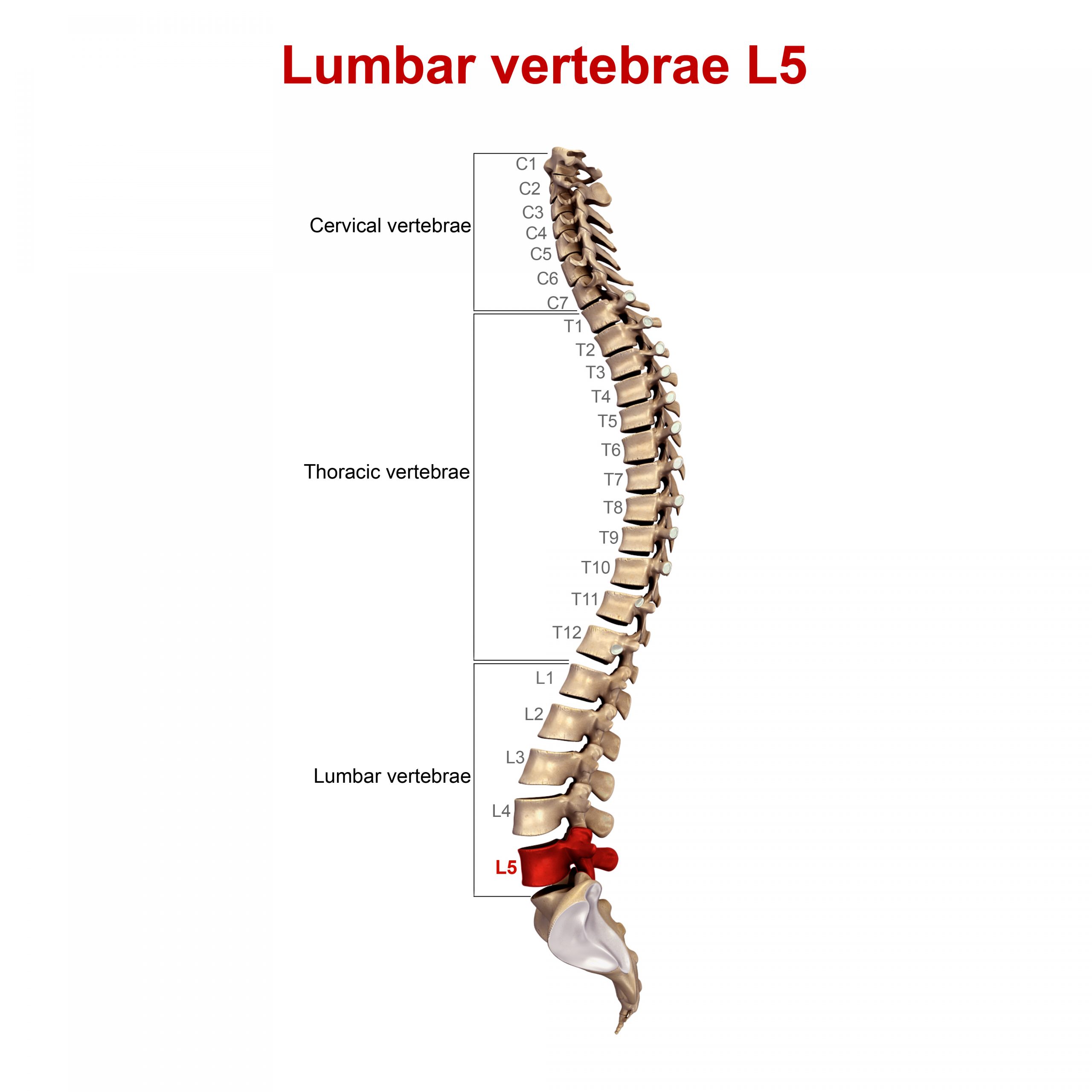 Coluna Lombar L1 L2 L3 L4 L5