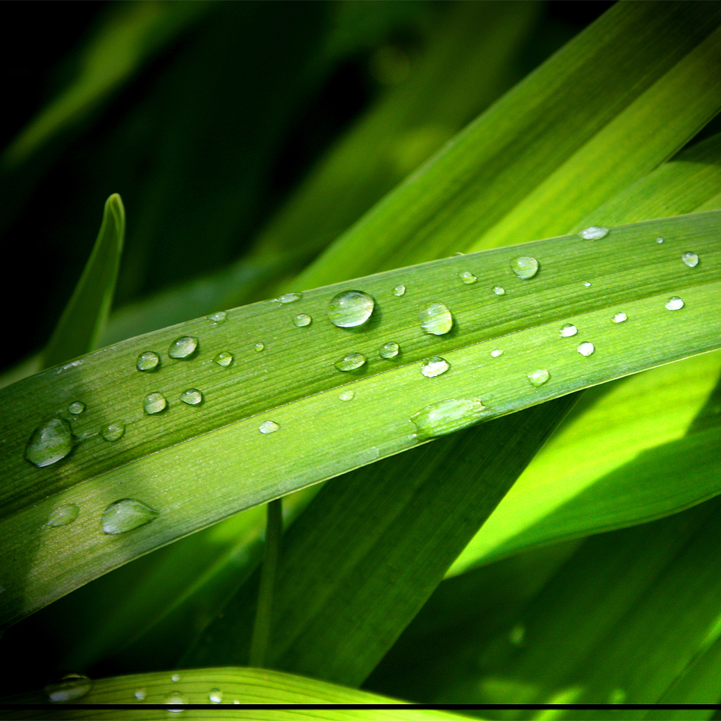 Green Grass iPad Wallpaper