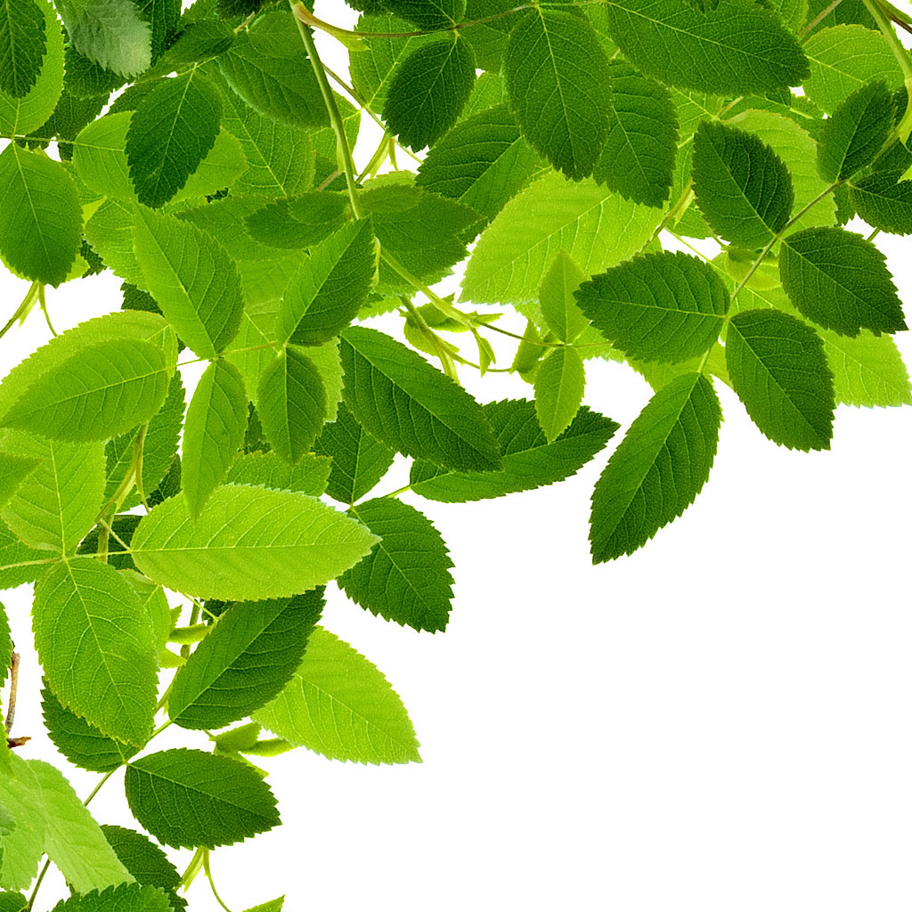 Leaves iPad Wallpaper