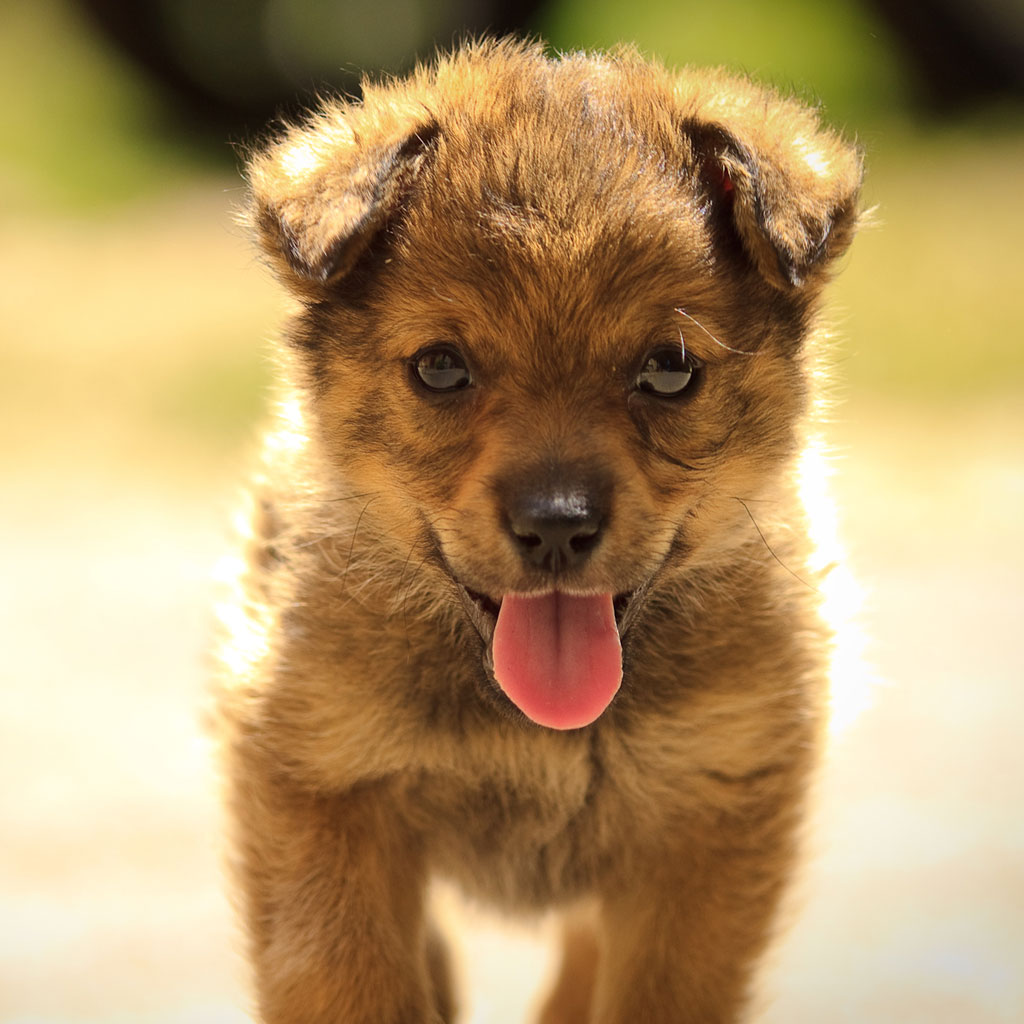 Cute Brown Puppy iPad Wallpaper